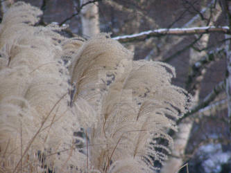Feathery Frost closeup