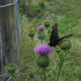 Black Swallowtail on a Thistle 3