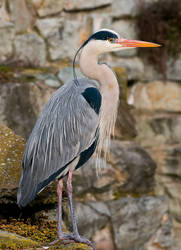 Heron