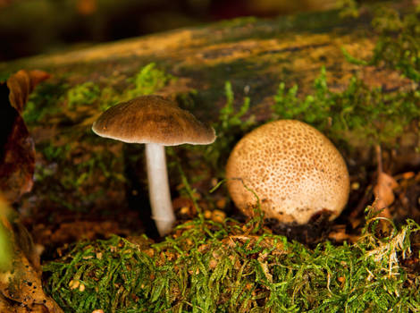 Space-saving Mushrooms