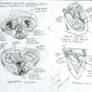 heart diagram