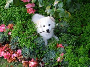 Daisy's smelling the roses