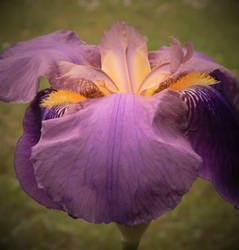 Purple Iris