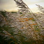 Autumn Field