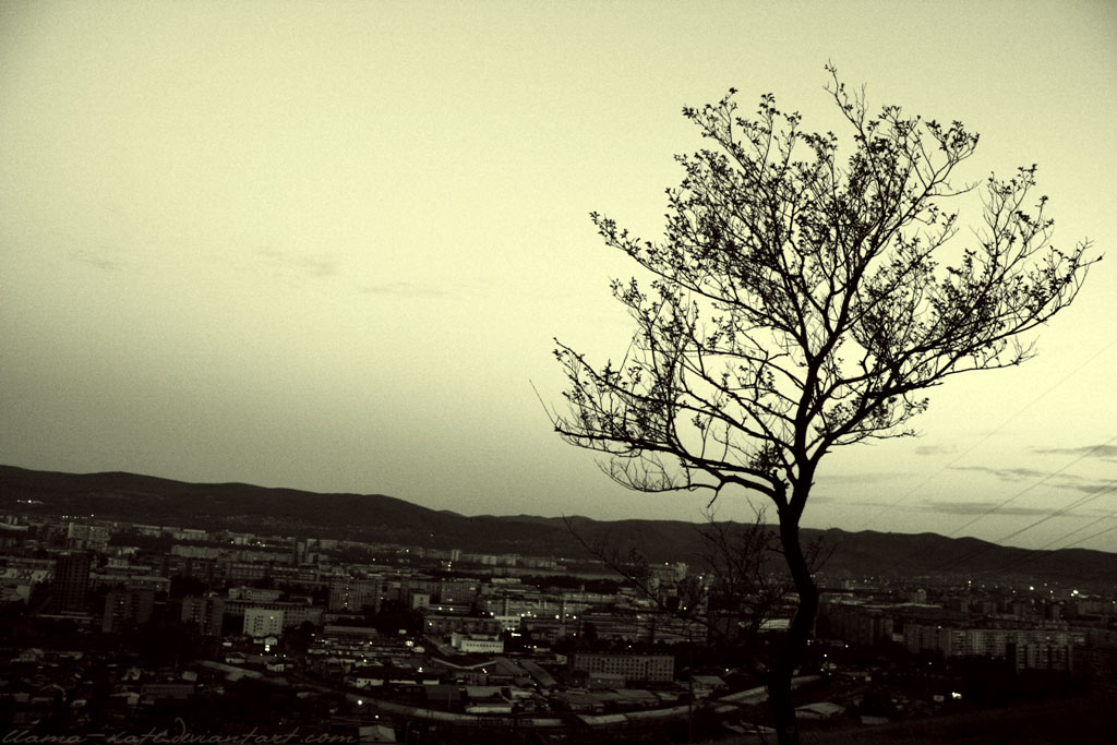 evening tree