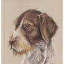 Wirehaired German Pointer