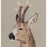Roe Deer Buck #2