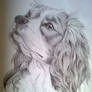 Cavalier King Charles Spaniel sketch