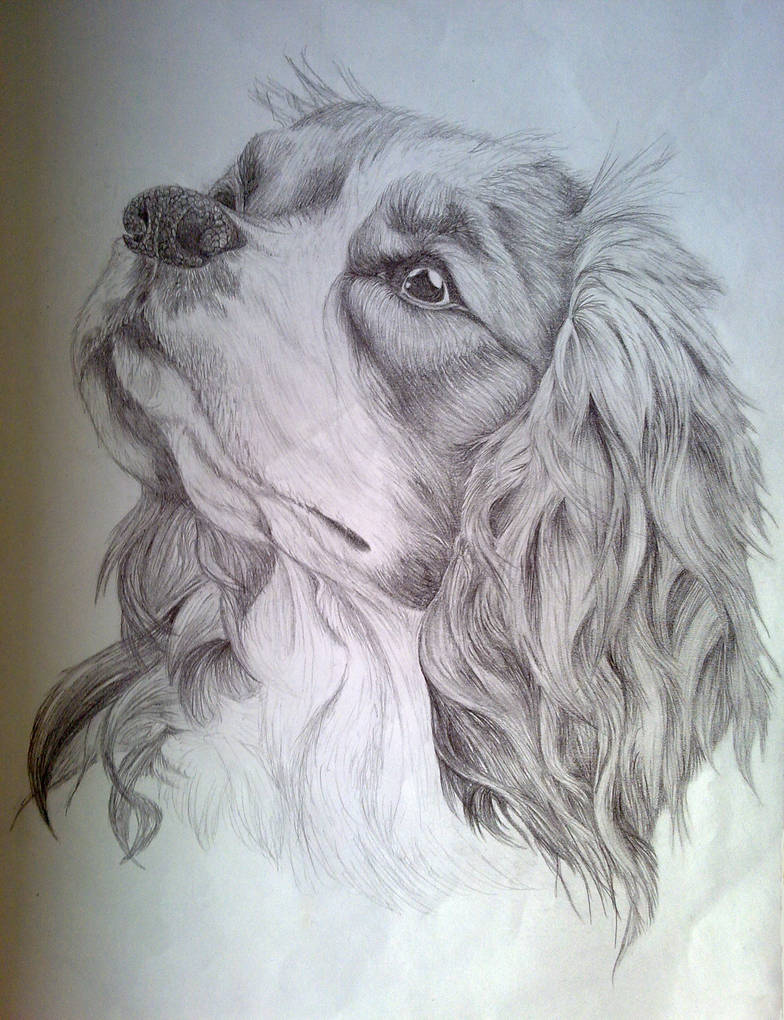 Cavalier King Charles Spaniel sketch by EternusNexxx on DeviantArt