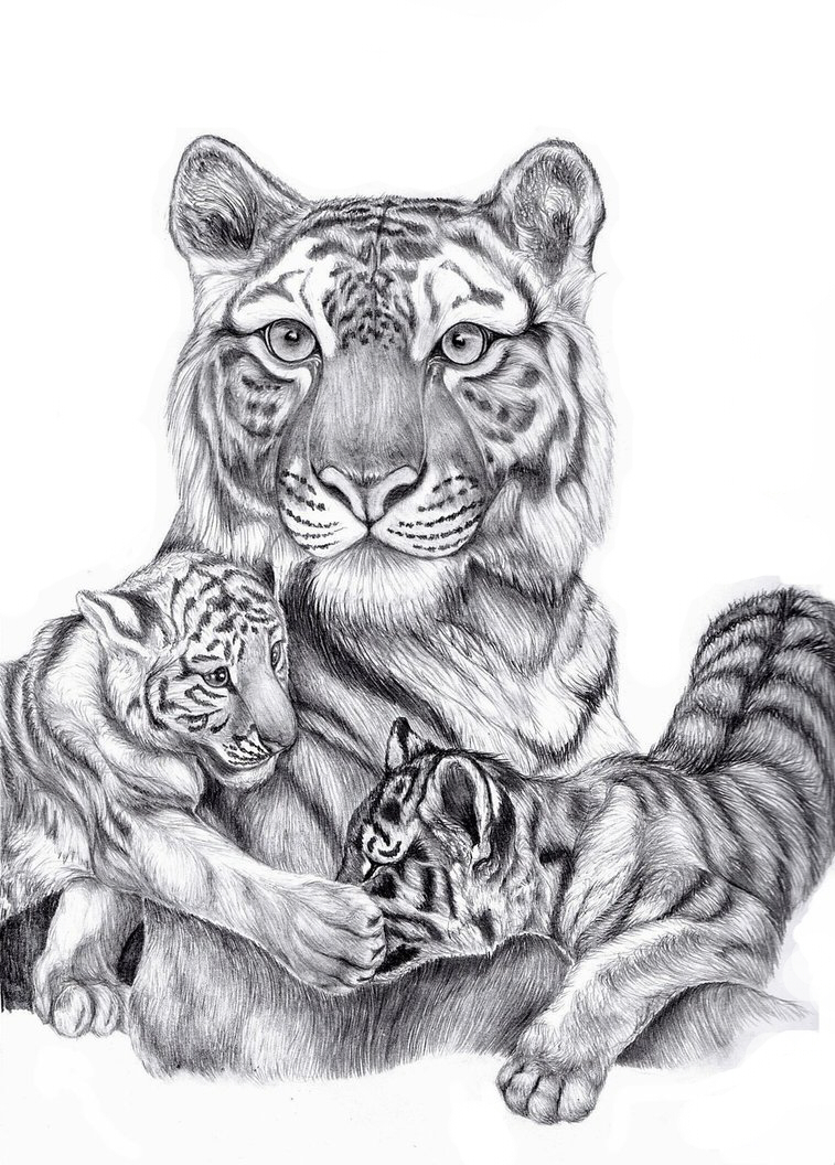 Tigers