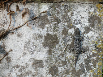 A Lizard against a wall