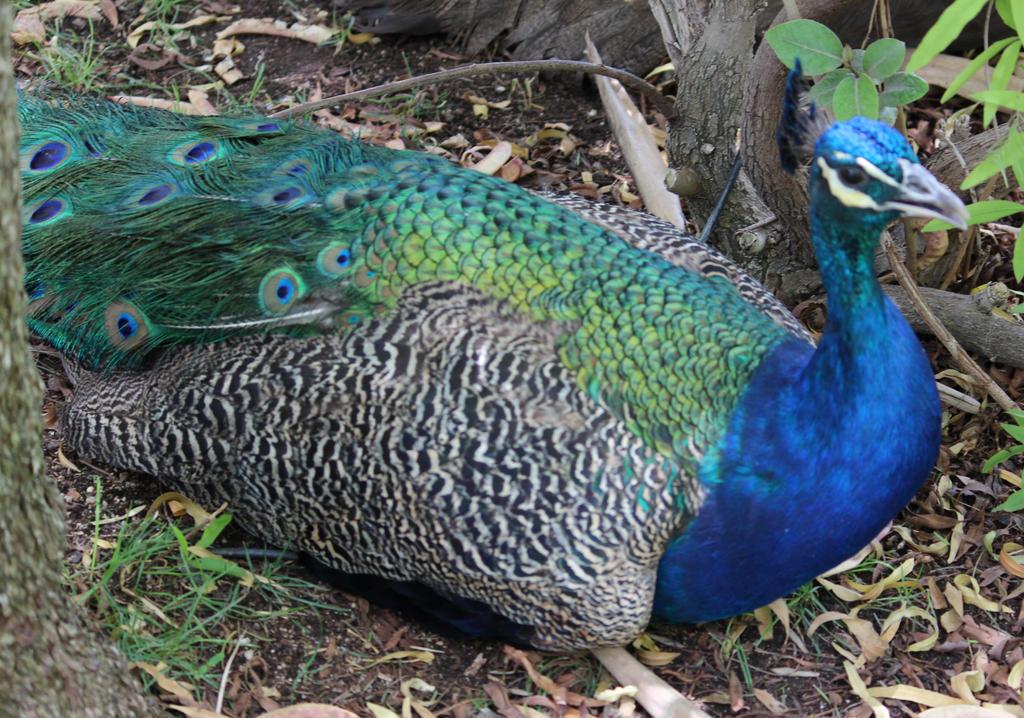 Peacock 1