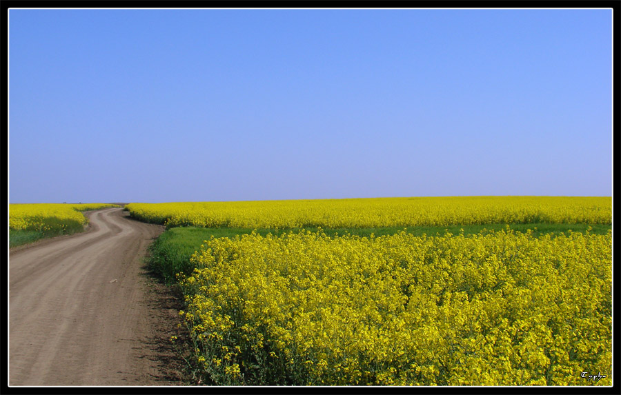 The yellow road