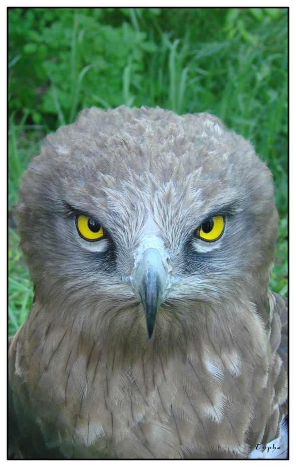 Portrait of a hawk