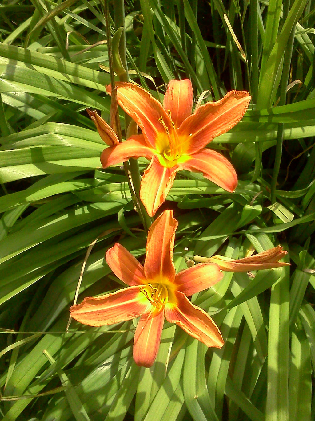 tiger lily's 1