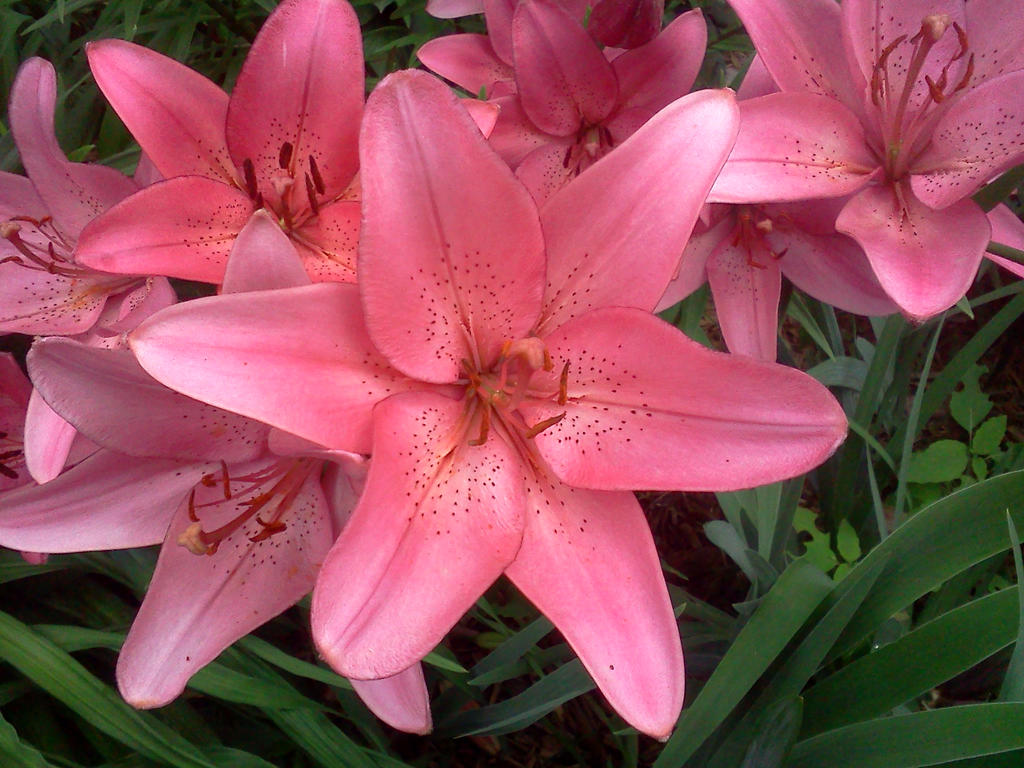 pink daylily's