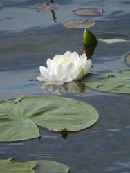 waterlily