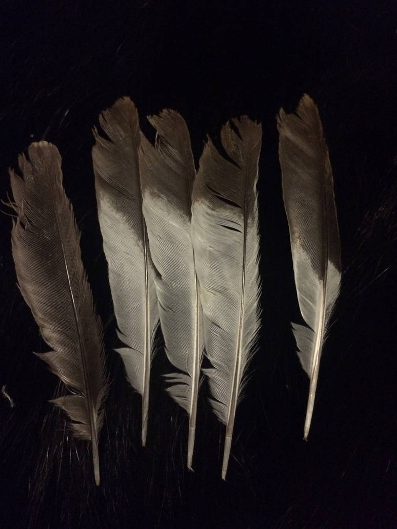 Mockingbird Feather Pattern Mockingbird trade by blue-skua-feathers on DeviantArt