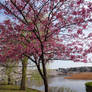 Ueno park, Pure Hanami