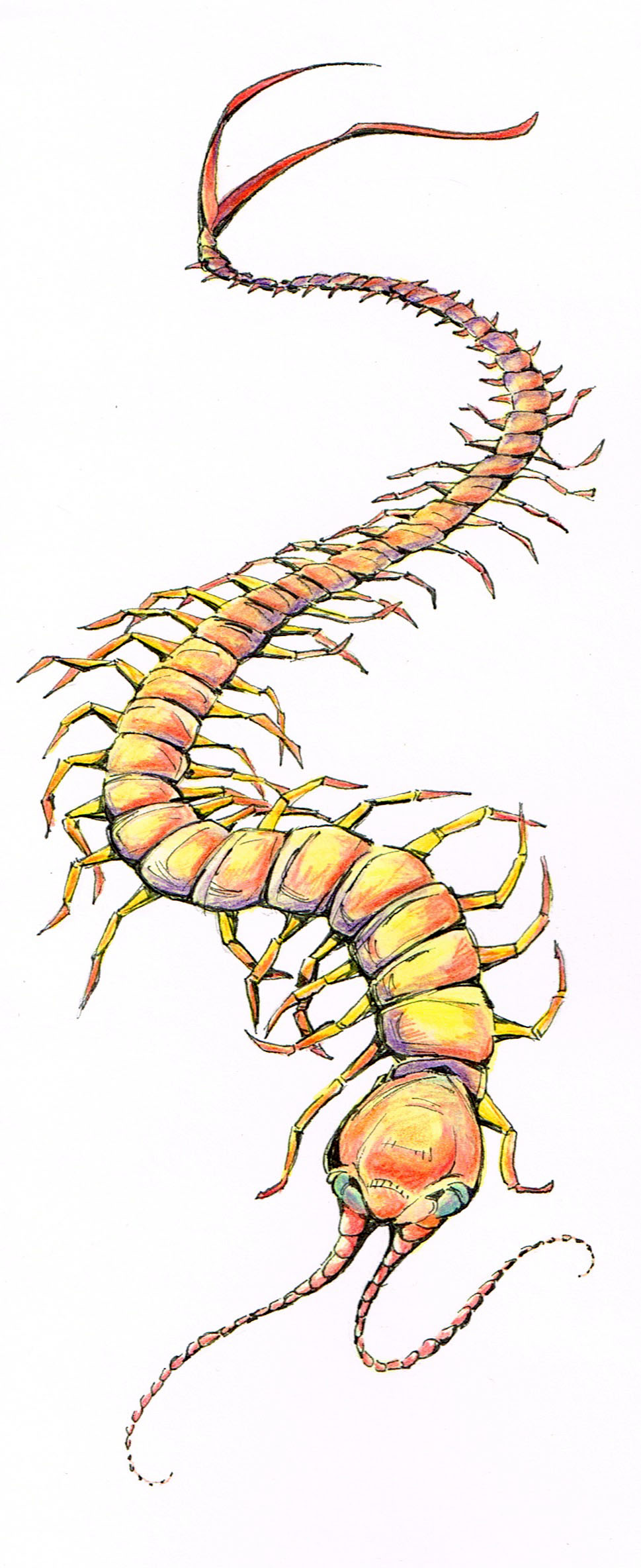 Centipede