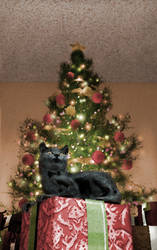 Cat under tree