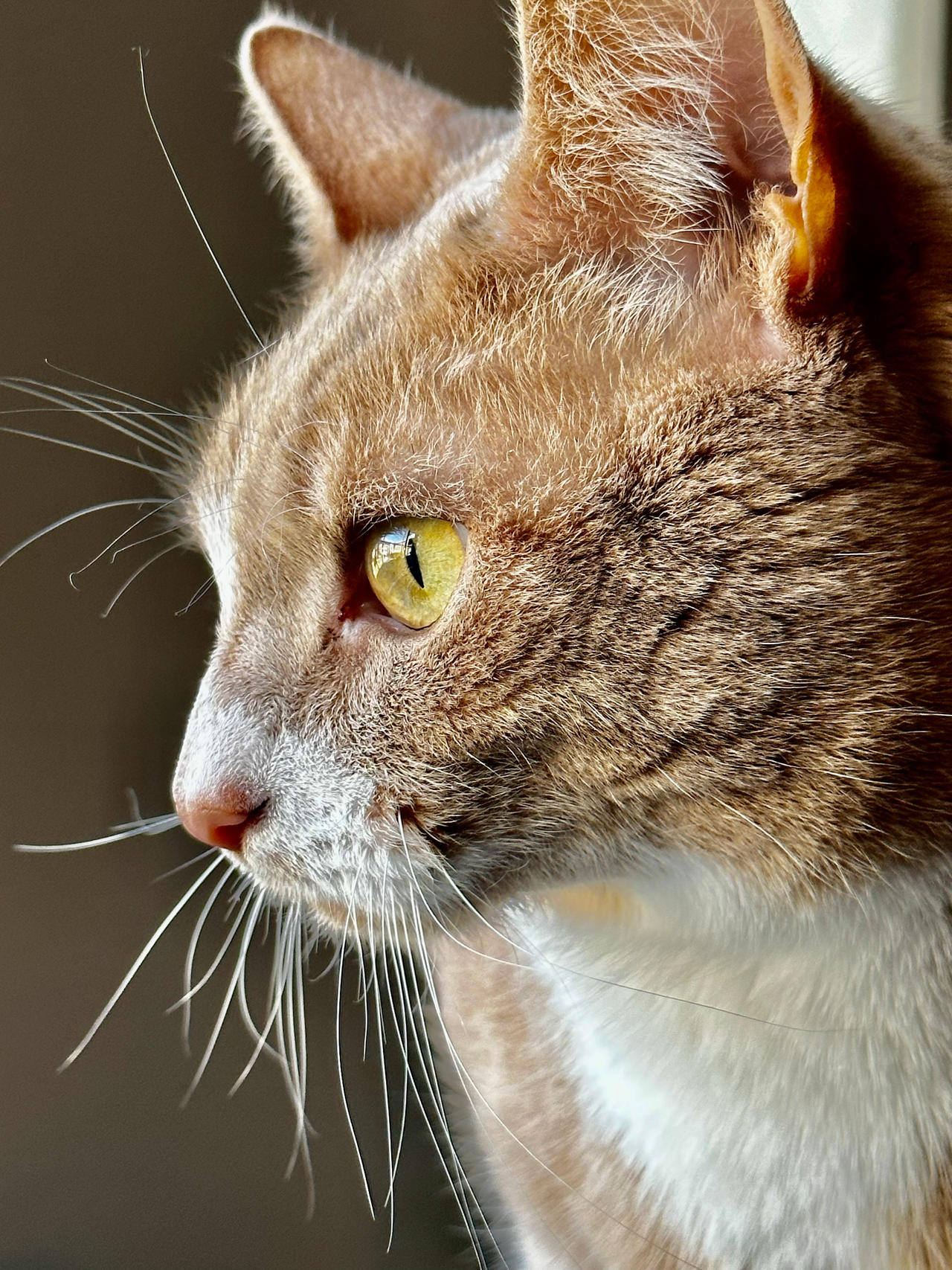 Side profile by AndrewHarfieldPhotos on DeviantArt