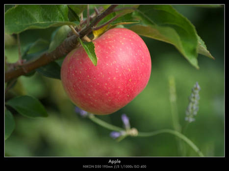 Apple