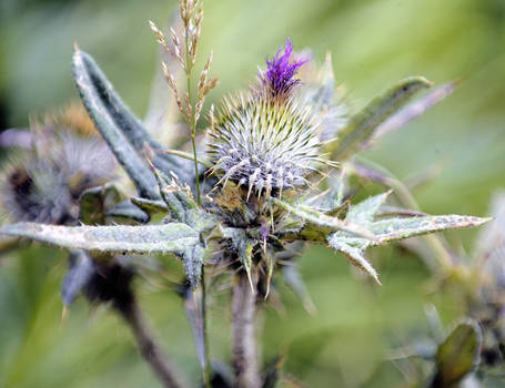 National Flower of Scotland