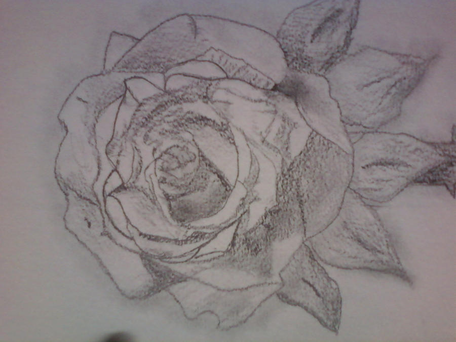 Pencil Drawing Rose By Pogobiscuit On Deviantart