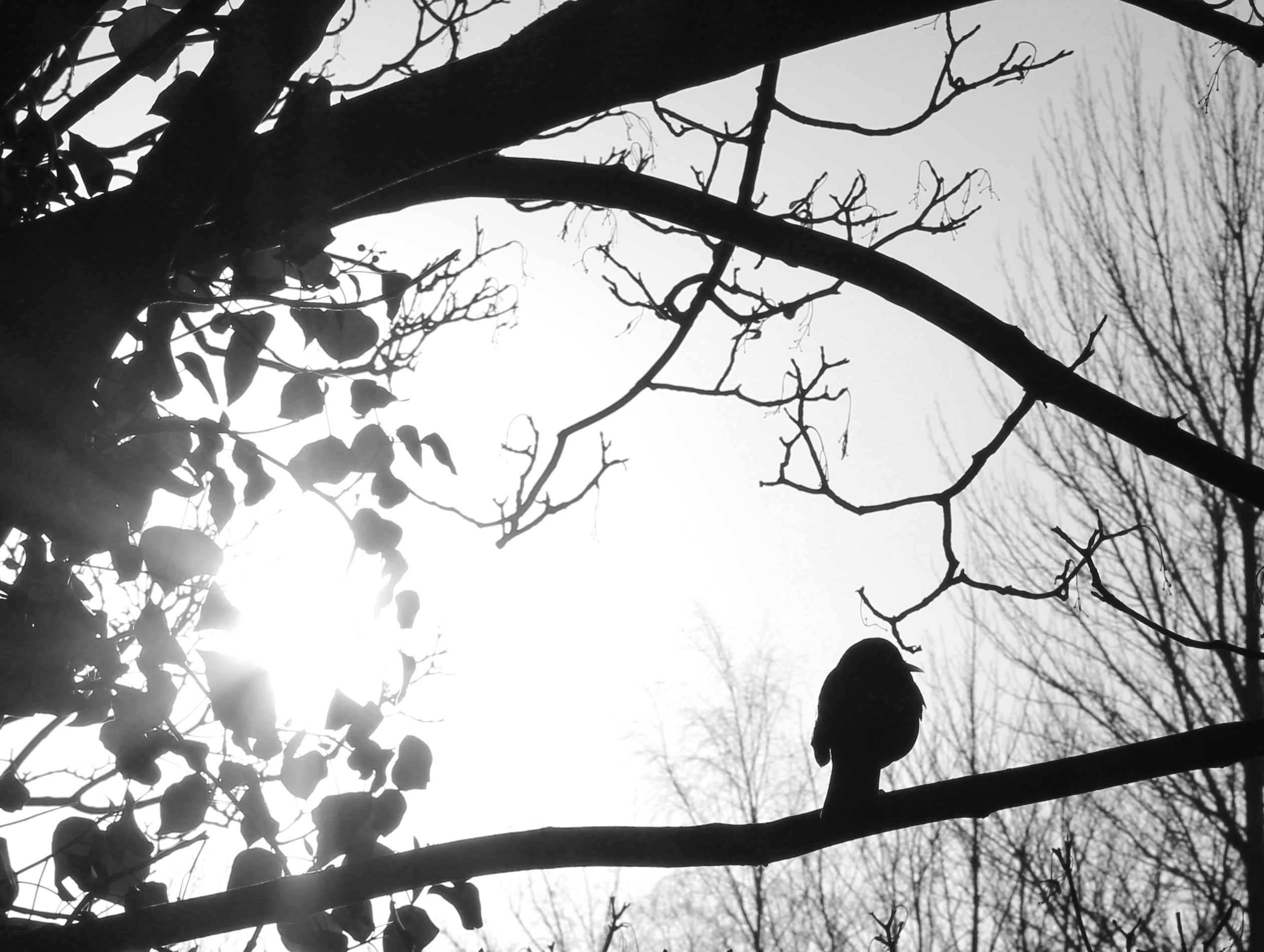 Black Bird and Sunlight