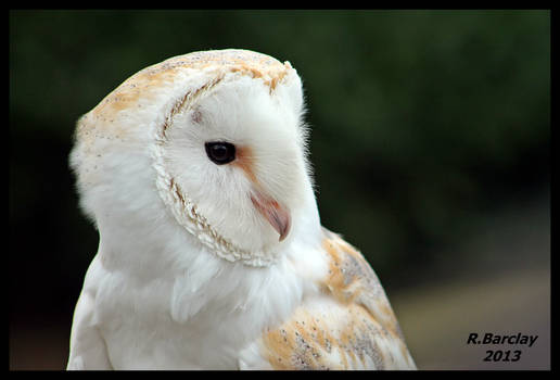 Barn Owl Sidefacing