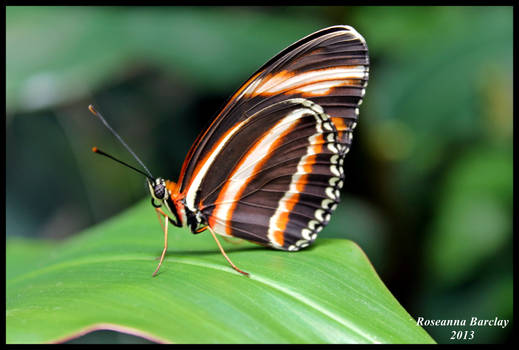 Zebra butterfly