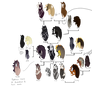 Lineage of the Cave Mustangs