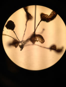 Microscope flower