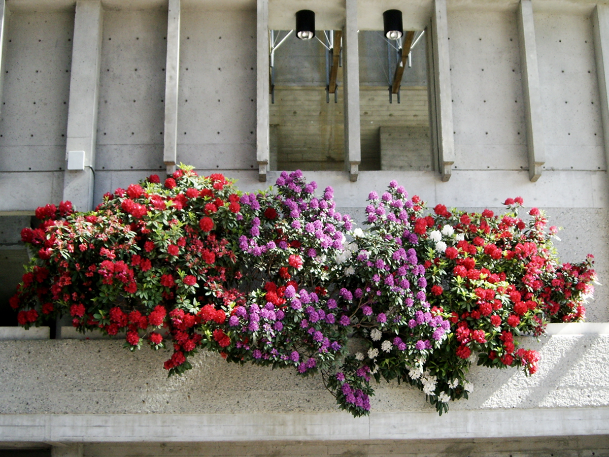 SFU - Convocation Mall flowers