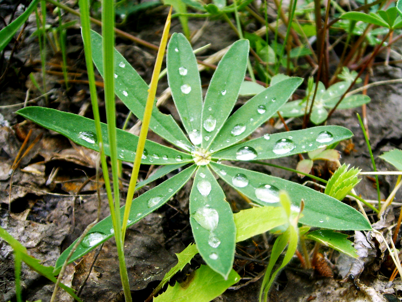 Water Drops