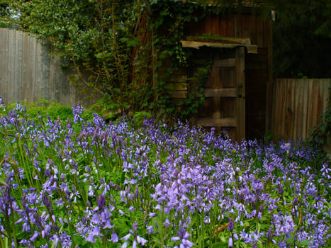 Bluebell Shed