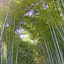 Bambu forest