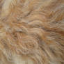 Fur Texture 2