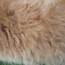 Fur Texture 3