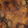 Old Gourd Texture 3