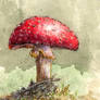 Toadstool watercolor sketch