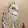 Barn owl profile in charcoal pencil