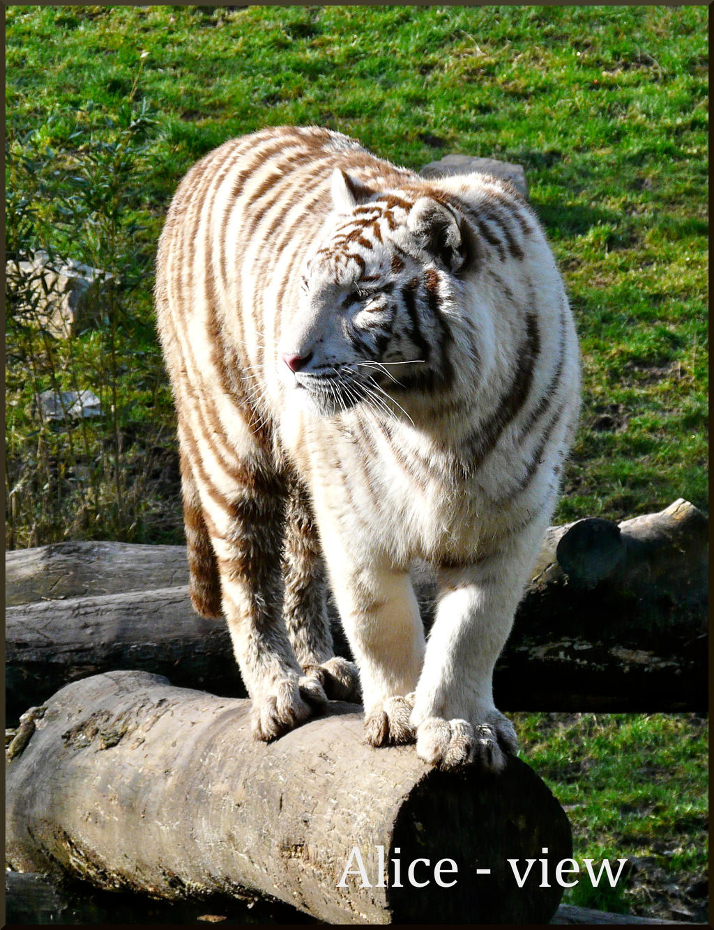 White Tiger