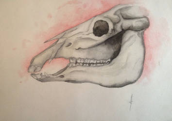 Horse Skull