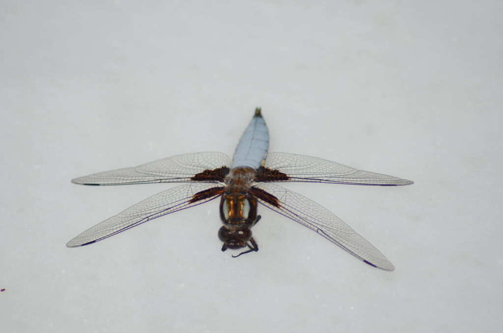 insect 2 by Kajmeran on DeviantArt
