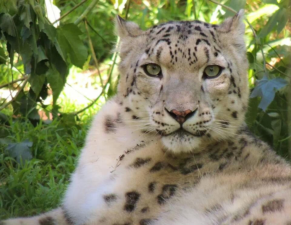 Female Snow Leopard by xxTanzi28xx on DeviantArt