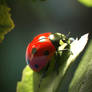 Ladybug