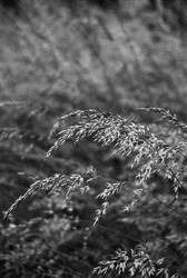 nature in bw