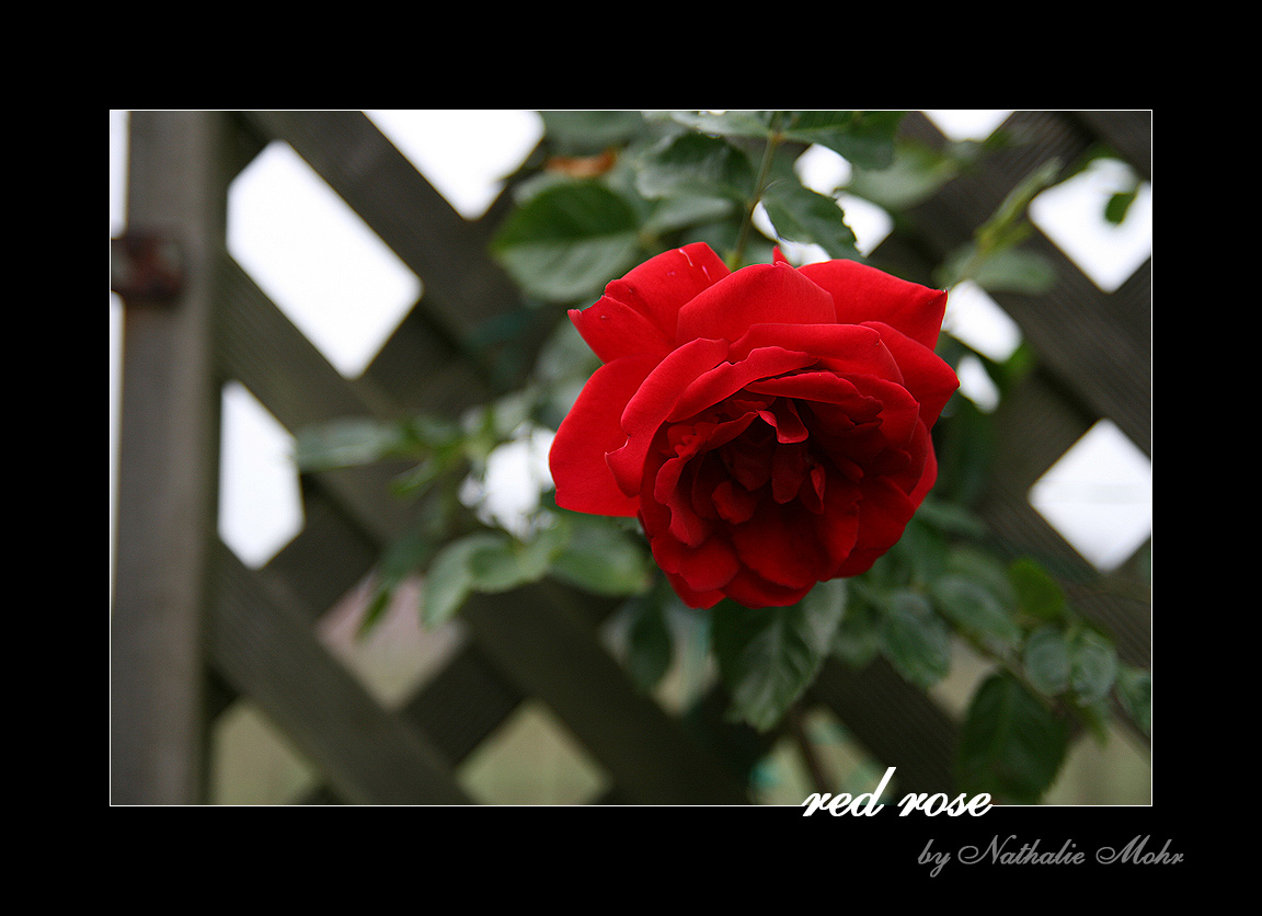 red rose